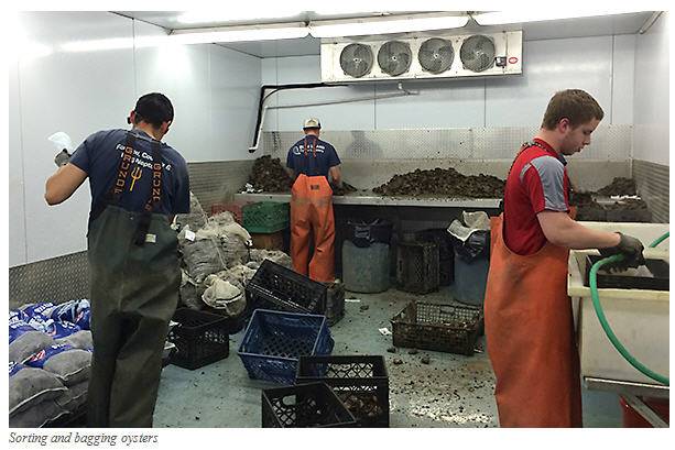 Blue Island oyster2