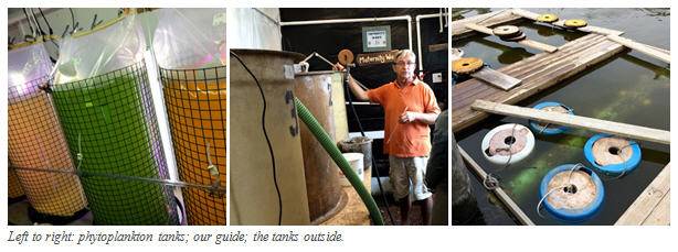 Blue Island plankton